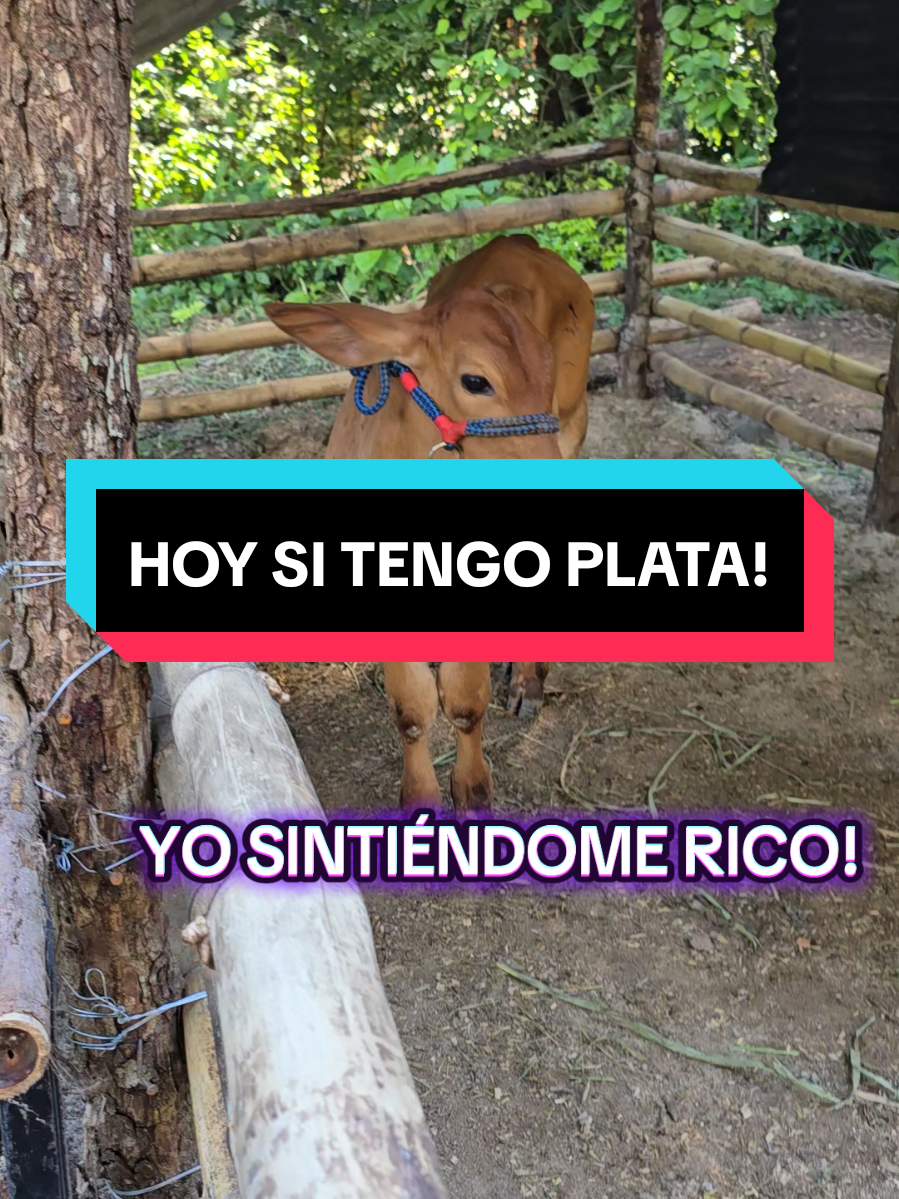 ME HICE RICO CON UN TERNERO 🤣 #salvadoreño #viral #foryou #paratii #tiktok 