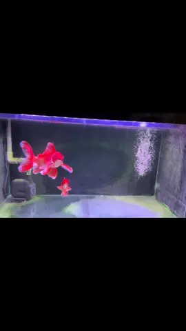 #chépphitần Sakura 🌸