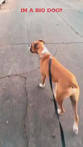 #boxerdog #tiktok 