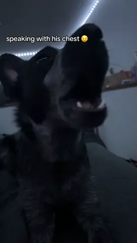 he isnt scared to say something to you 😂 #talking #heeler #blue #fyp 