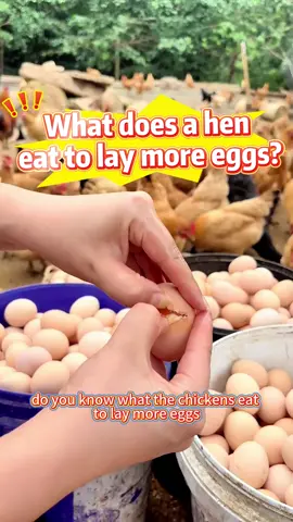 Feed the laying hens like this to increase more egg production.#Raising laying hens#Egg-laying hens#South Africa raises egg-laying hens#Ghana raises egg-laying hens