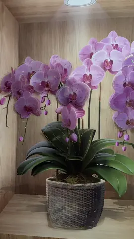 3d wall sticker Mukhang realistic Ang design pero Sobrang budget friendly 🎋🌱🪻 #3dwallsticker #3dwalldecor #walldecor #homedecor #walldecorsticker 