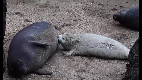 Mom&kid#seal #kids #mom #foryou #fpy 