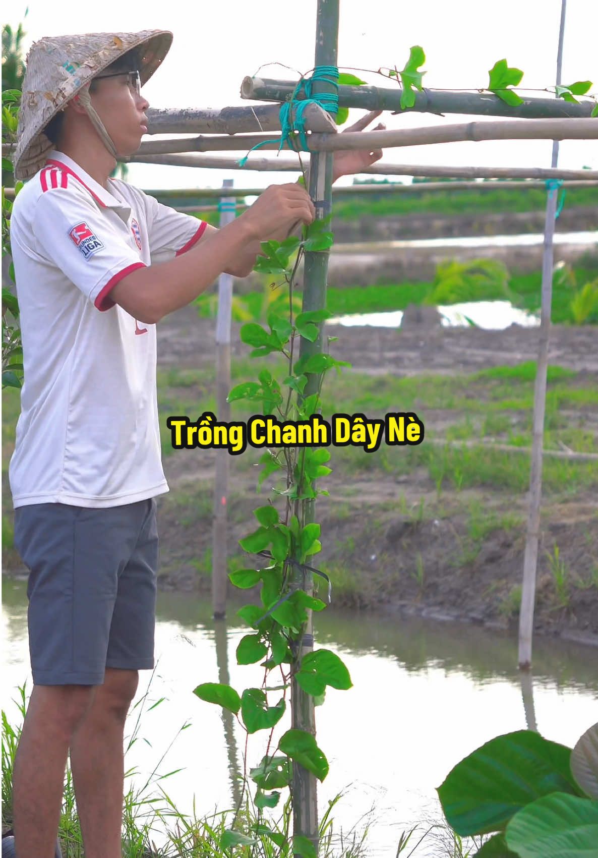 Trồng Chanh Dây Nè #hienonha #chanhday 