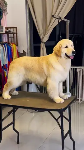 Yêu ❤️#golden #goldenretriever #goldenretrieverpuppy #goldenretrieverlife #viralvideo 