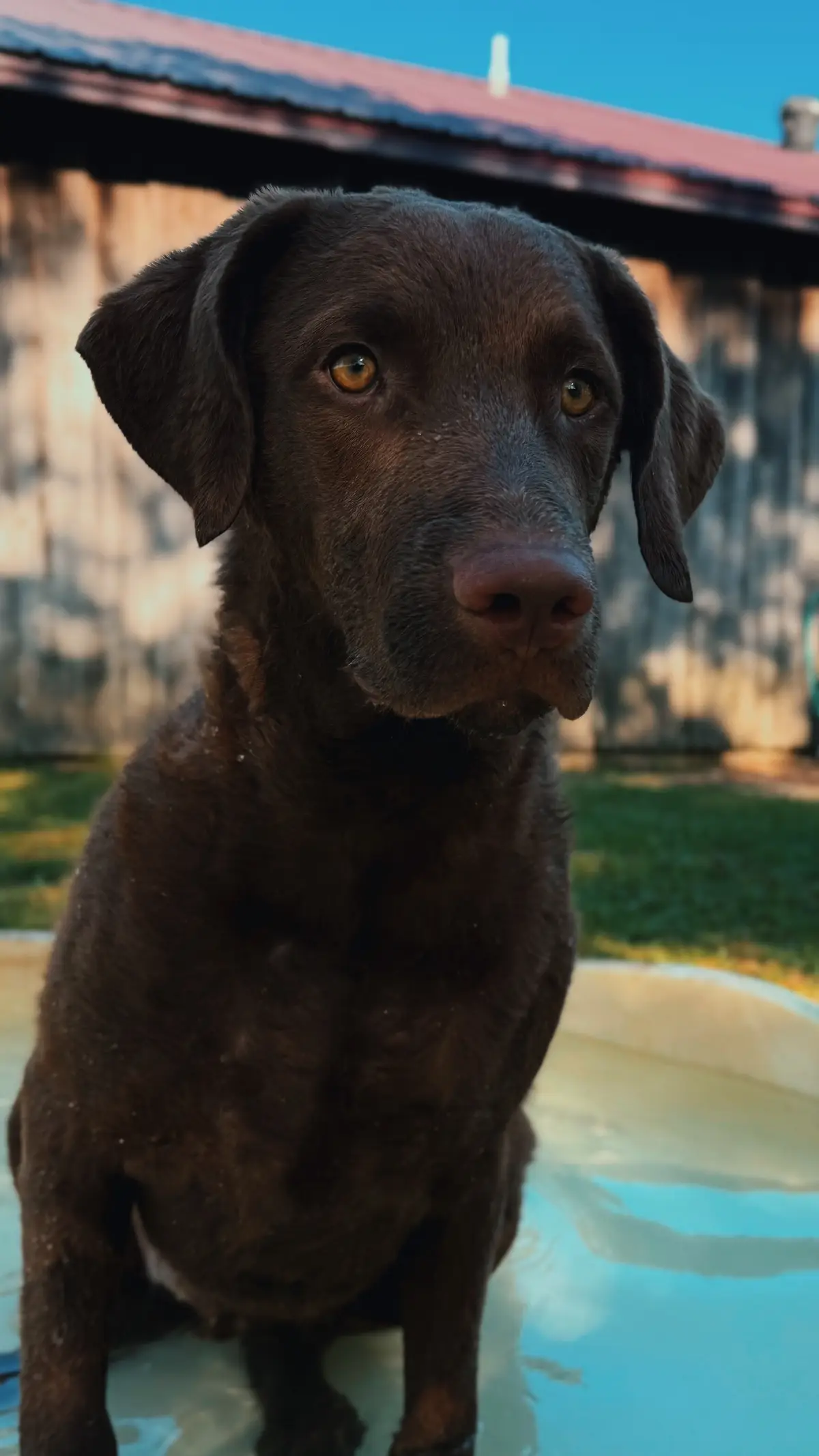 🤎 #fyp #foryoupage #chesapeakebayretriever 
