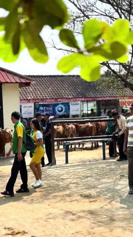 Jumat berkah 🐄#setiafarm #peternaksapiindonesia #pengensukses #fyp 