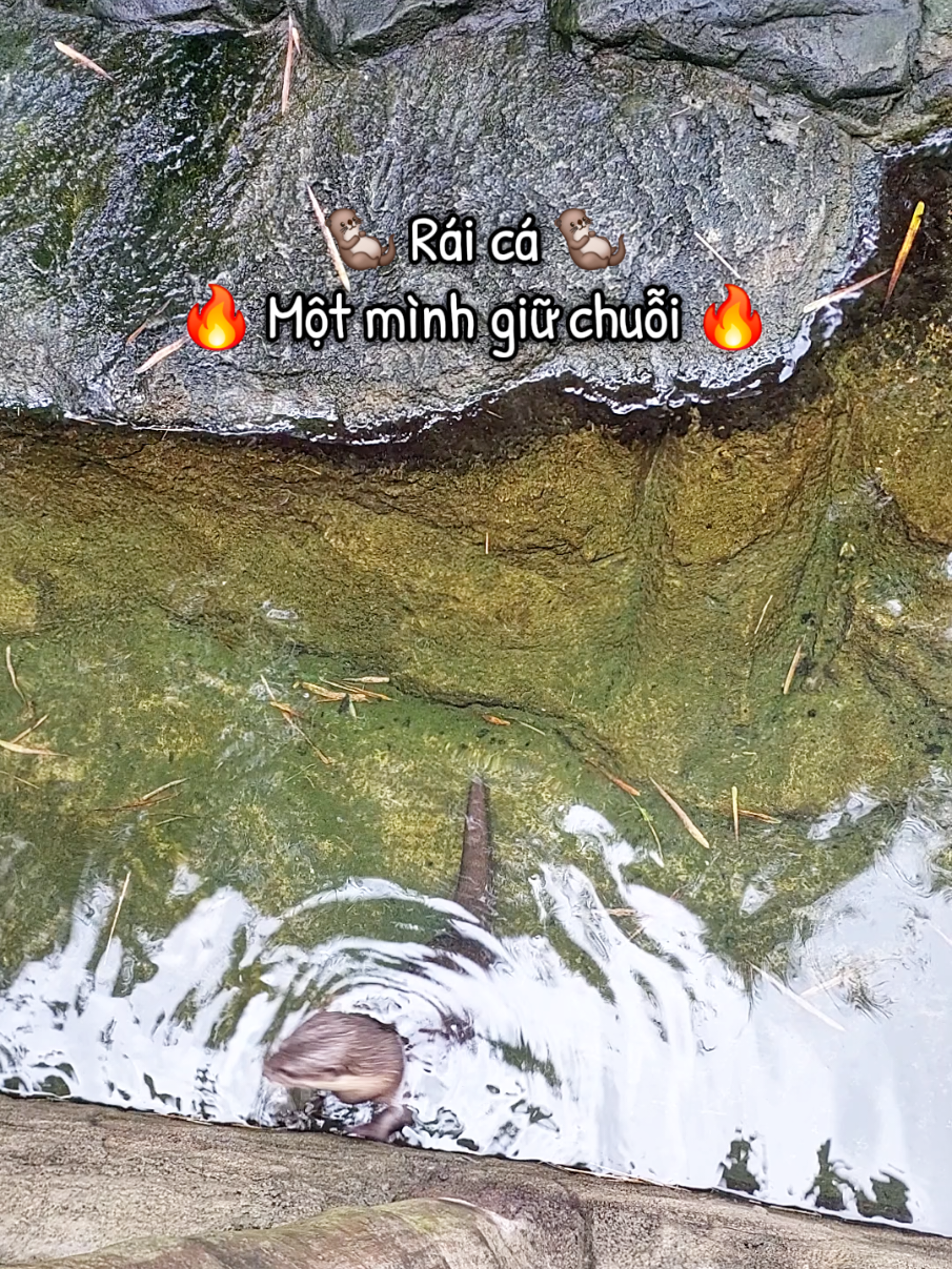 Một mình Rái cá giữ chuỗi có gì vui 🦦🔥. #VinWonders #GreenCreator #dulich #vinpearlsafariphuquoc #chuoi 
