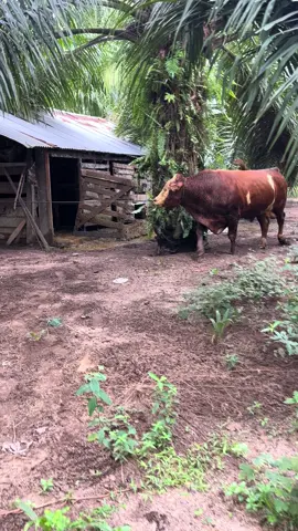 🥩🥩#fyp #viral #tiktok #berkahsakhafarm #pakwadaging 