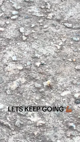 Let’s stick together SHARE THIS LITTLE BUDDY AND PASS HIM ON🙏🏾💪🏾🙏🏾 #GODWILLPROVIDE he gives his toughest battles to his strongest soldiers  #WEARESTRONG #WEWILLWIN 