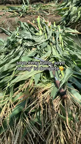 alhamdulillah keling” kulite😭#peternakmuda #promoseruweekend #sobatngaret #peternakkambingmuda #peternakkambingindonesia 