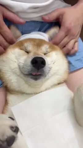 又享受上了果然有爹的孩子像块宝 #狗狗怼脸拍 #柴犬 #也太可爱了吧