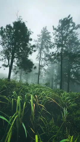Do you like the dark?  #darkness #nature #alone #vibes #foryou 