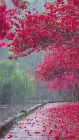 “雨中粉红花径，浪漫氛围拉满！沉浸式感受这份诗意～#上热门 #抖音助手謝謝你 #美景分享 #开心一刻放松心情 #身临其境的感觉 #治愈系风景 #意境美 #美好时刻 #宁静的原生环境 #花草系列 