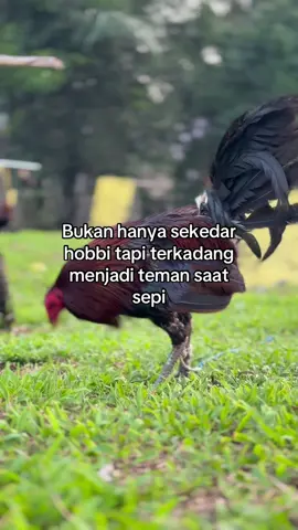 #katakata #ayamfilipin🇵🇭 #ayamimportfilipin🇵🇭 #gtrfamily 