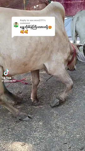 #သာစည်စမုံထနောင်းကန်ဂုဏ်​ဆောင်ရွှေဘိုစိန်ကြီးပါအလွမ်းပြေ#ဝါသနာတူညီကိုများအတွက်ပါ #နွားချစ်သူများဆုံစည်းရာ #တာမရတဲ့ကျွန်တော်ဝါသနာ😎😎fypပေါ်စမ်းကွာ #စမုံထနောင်းကန်သားလေး 