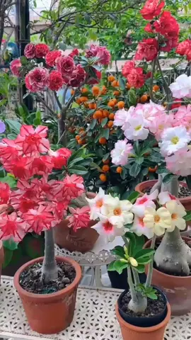 #tanamanhias #bungakamboja #bungaadenium 