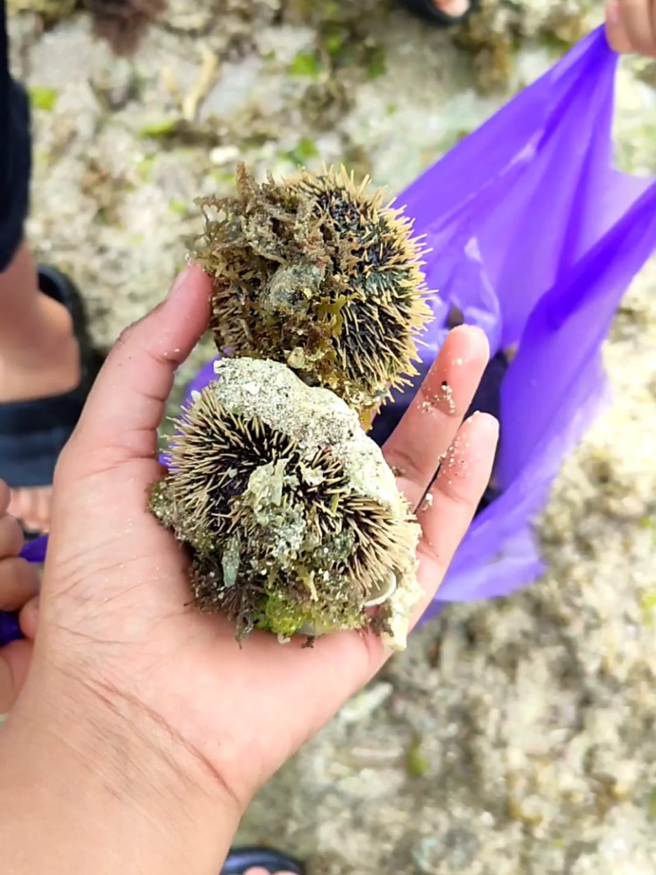 panen bulu babi  #bolang #cari #seafood #fyppppppppppppppppppppppp 