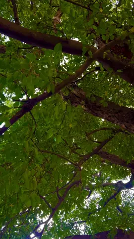 الســـلام اے حضرت مخدوم صابر الســـلام #CapCut #سلام #abid_sabrii #todaybestphotochallenge #creatorsearchinsights 