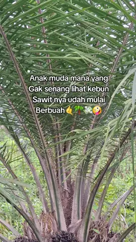 2.5 tahun sudah segacor ini apa ga menyala☄️☄️🔥🔥🔥💸💸💸#petaniindonesia🇮🇩🇮🇩🇮🇩🌿🌿 #fypsawitkalimantan #fypsawit #kulisawitkalimantan #fypsawit 