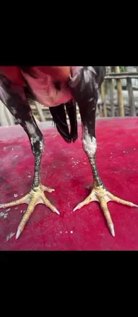 #anakayambangkok #ayambangkokpakhoy  #ayambangkoksuper #ayambangkokindonesia #anakayampakhoy 