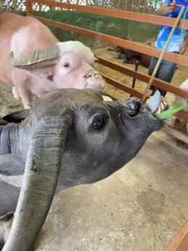 🐃😆