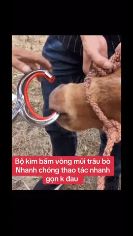 Bộ kìm bấm vòng mũi trâu bò  Nhanh chóng thao tác nhanh gọn k đau #CapCut #channuoi #xuhuong #nongnghiep 