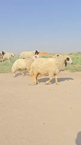 #راعي #الصايل #ماشاءاللہ @ابو فلاح القريشي @عباس راعي الاصايل @🦅كاظم راعي اصايل🦅 @🤫مصطفى  راعي الاصايل🤫 