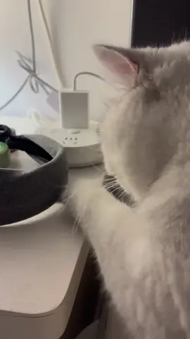 小猫的嘴有多馋