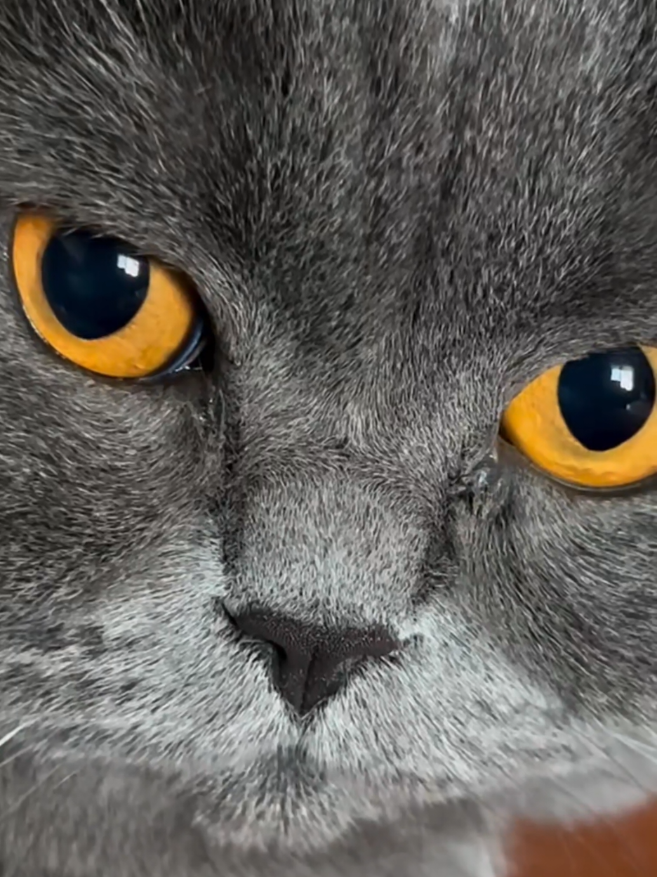 #kedi #pisik #cat 