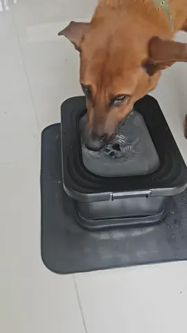 No More Spills! The Ultimate Anti-Splash Fountain for Clumsy Paws. #dogwater #petessentials #doglover #dogbowl 