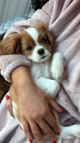 Baby loves to be held 🥹 #newpuppy #cavalierkingcharles #cavaliersoftiktok #fyp #lady #disney #puppy #dog 