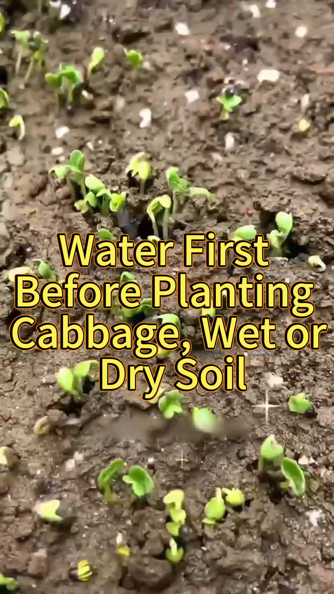 Water First Before Planting Cabbage, Wet or Dry Soil#planting #planttips #vegetablegarden #garlic