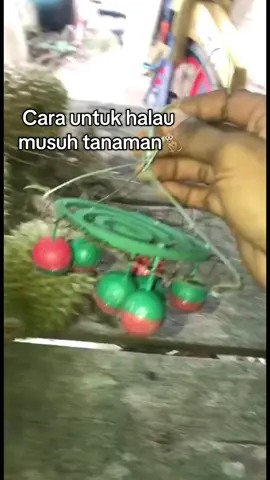 Usaha cara kg ja💪🏻 Semoga bermanfaat❤️🤲🏻 #durian #kebundurian #fyp #fypシ゚ #fyppppppppppppppppppppppp 