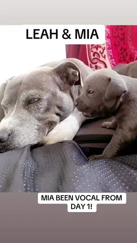 NOT MUM BUT GRANDMA TO THE PUPPIES ANY STUPID COMMENTS FIND YOUR SELF BLOCKED! 🚫 