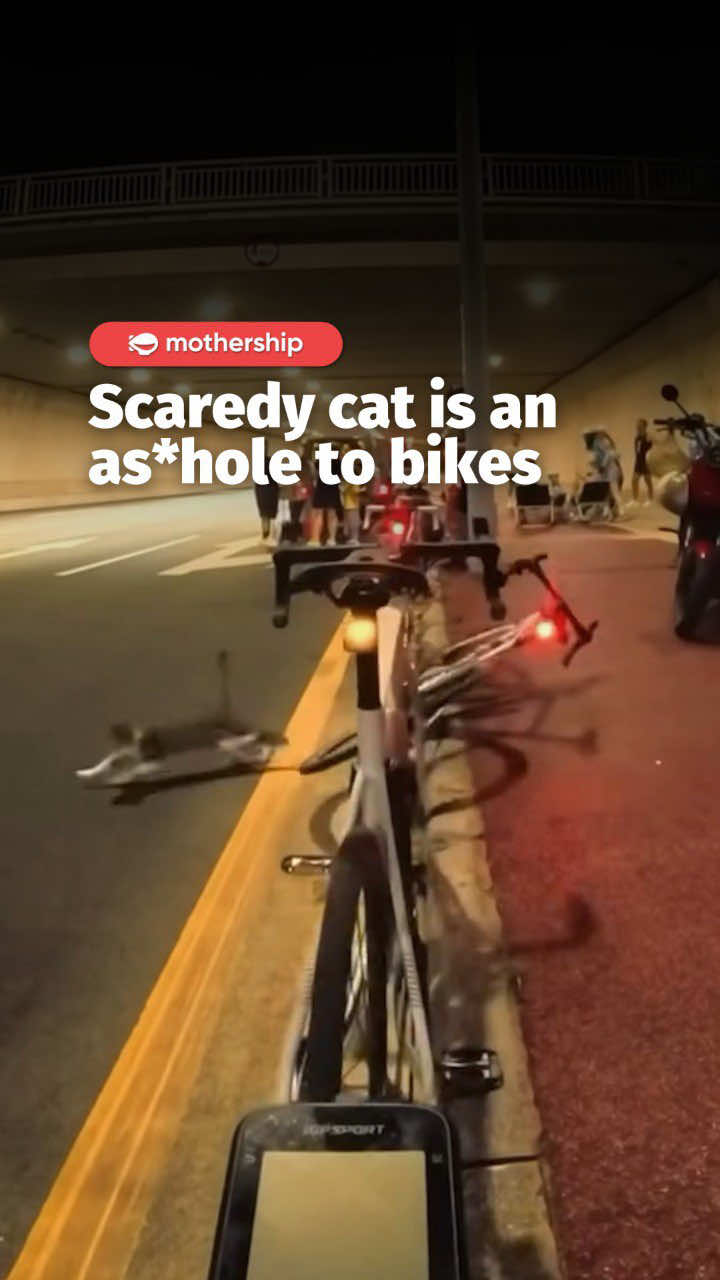 Cat: 3 Bikes: 0 #catsoftiktok #fyp #bike #cat 