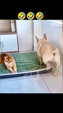 ငါ့မိန်းမ မကြိုက်ပါဘူးဆိုအတင်းတိုက်လိုက်ကြတယ်🤣🤣🤣🤣#ရောက်ချင်တဲ့နေရာရောက်👌 