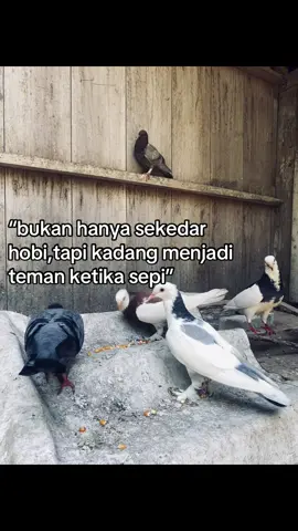 #merpatikolongbebas #merpatikolongindonesia #teamatlassemarang #mhvudbf #hobimerpati🕊️🕊️ 