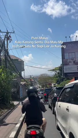 Sapi Liar 🤣🫩#nttpride🏝🔥 #bali #bapakost #fypp #fypage 