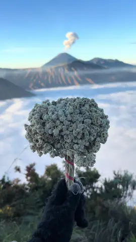 Bromo tgl 5 full lautan awan, gak jadi remidi #bromo #bromotenggersemeru #fyp 