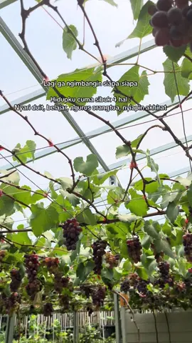 #fypage #fy #bismillah #anggur #rumahanggur 