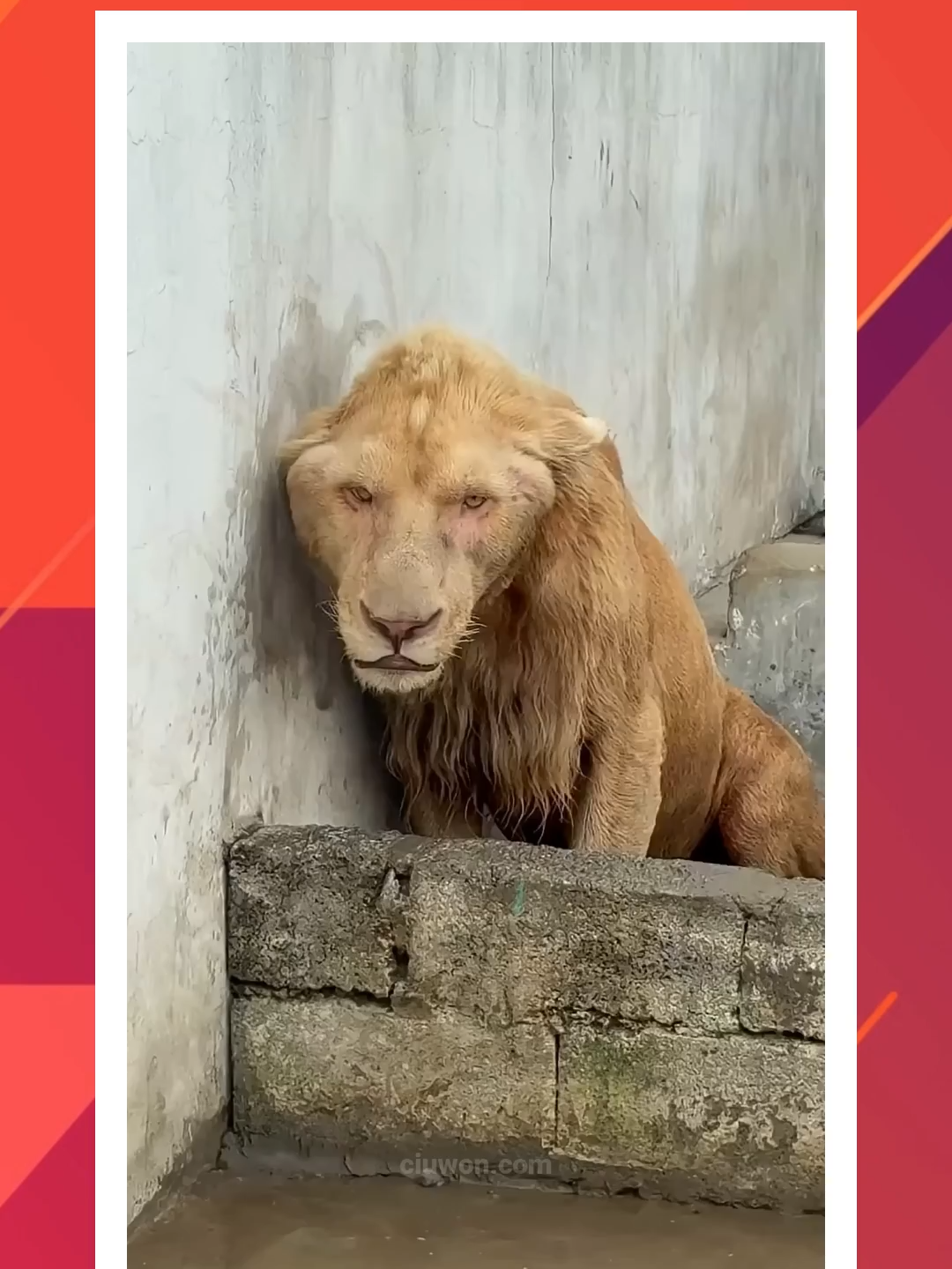 Menolong singa yang telah lama disiksa dari kebun binatang #singa #satwa #hewan #teman #sahabat #persahabatan #keluarga #cinta #foryou #fyp