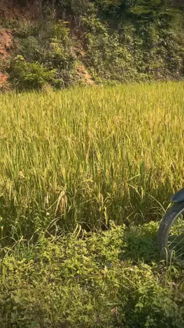 chỗ mọi người gặt hết chưa#xuhuong #xedovietnam #xedokieng 