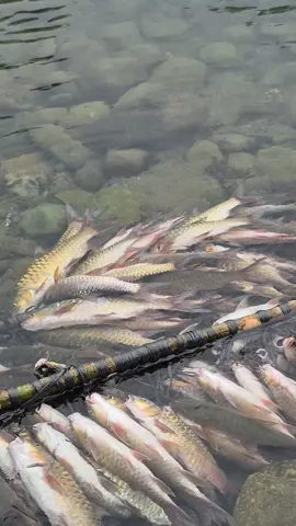 daerah kalian ini disebut ikan apa? #WL #wisatalamno #wisataacehjaya #pesonaindonesia #pesonaindonesia 