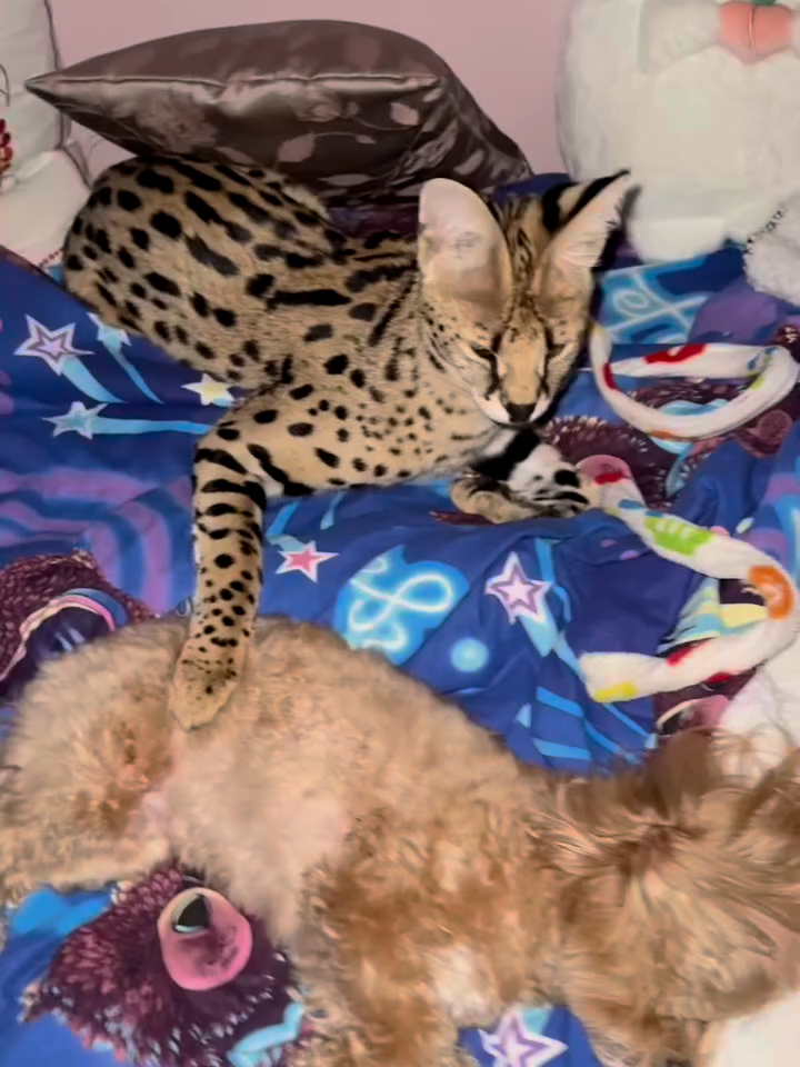 Как спят леопардовая и мальтипу #кошка #собака #питомцы #котэ #мяу  #гавриково #барвиха #рысь #африка #саванна #пума #бенгал  #смешныеживотные #котики #сервал #саваннаф1 #бутово