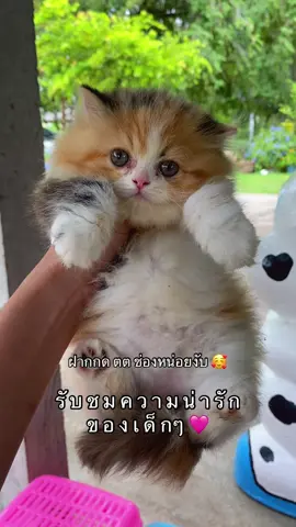 ทั ก ท า ย ค่ า บ #แมว #apdแมวทุกสายพันธุ์เพชรบุรี #สวนสัตว์tiktok #catthailand #เลี้ยงแมว 