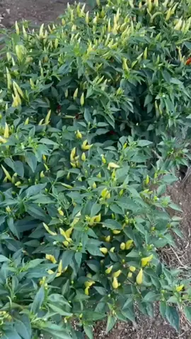 🔥🌶️ صنف حر غير شكل! من أرض التجارب عند MA Group جايبينلكم اليوم صنف حر مميز جدًا… قرون بتشعل نار، طعم بيفتح الشهية، وشكل يلفت النظر من أول نظرة! 🌱✨ 👨‍🌾 زراعة بعناية، نكهة أصيلة، وجودة عالية ترضي كل ذوّاقة. 📸 خليك معنا وشوف جمال الشكل، وقوة الطعم يلي ما بتشبه أي صنف تاني. #زراعة #بذور #حار #الخليج_العربي_اردن_عمان_مصر_تونس_المغرب #مصر 