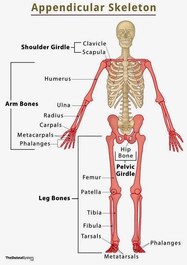 The appendicular skeleton ( Anatomy Reviews ) #anatomy #skeleton #medicalstudent #nursing #fypシ゚viral 