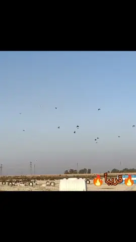 أفراخ سنه 2025 #حمام_العراق🇮🇶🇮🇶 #الناصريه #لوت_جميل #العراق #حمام_لوت #حمام_السيد #السيد 