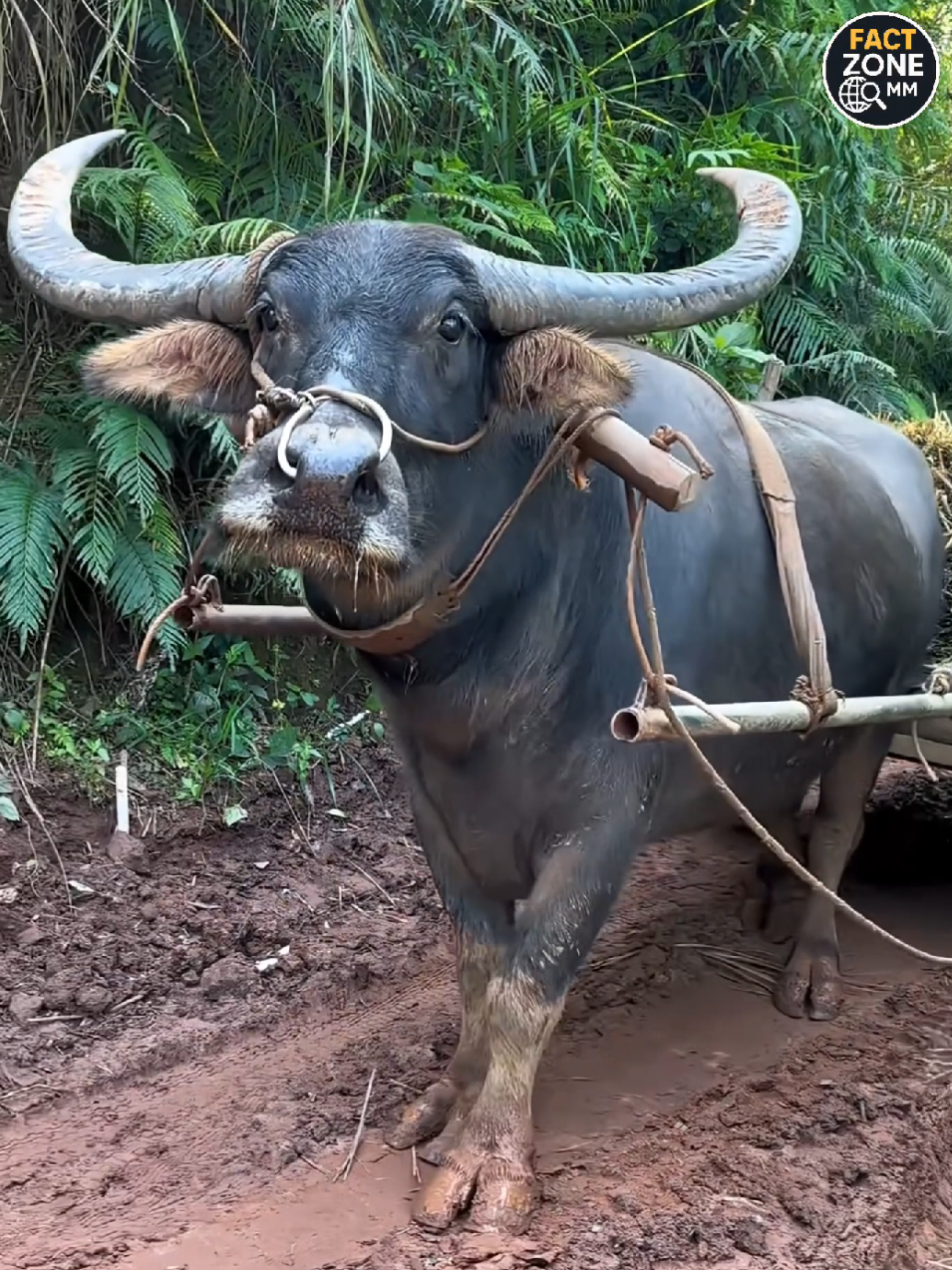 လူသားတွေရဲ့ဖန်တီးမှုစွမ်းရည်က အမြဲတမ်းအံ့ဩစရာပါ!🐃🎨 #ဦးချိုလက်မှုပညာ #အနုပညာ #ရိုးရာလက်မှု #အံ့ဩစရာ #သိပ္ပံ   #နည်းပညာ #fact #ရေအောက်ကမ္ဘာ     #tiktokmyanmar #fyp #သိင့်တင့် 